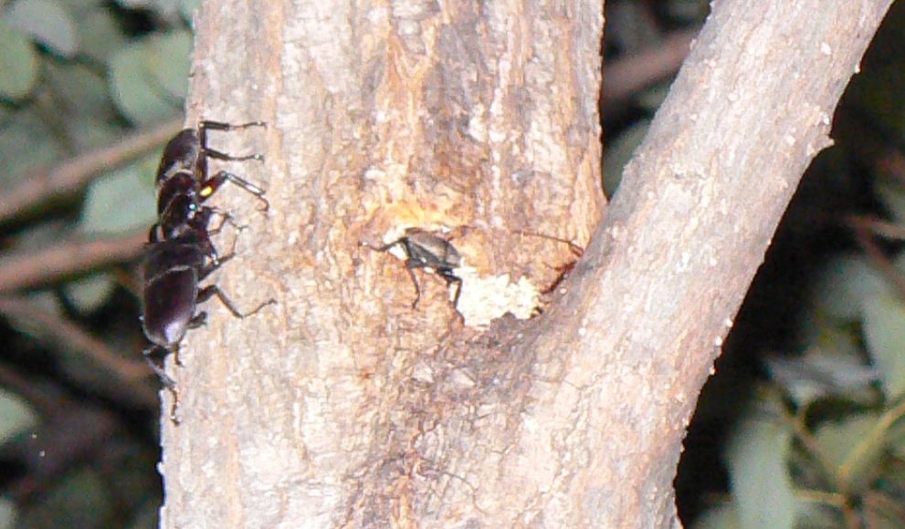 ヤナギ林のその他のヤナギ_コクワガタ恋の季節 雌をかけて戦う2匹の雄_201006_18-40